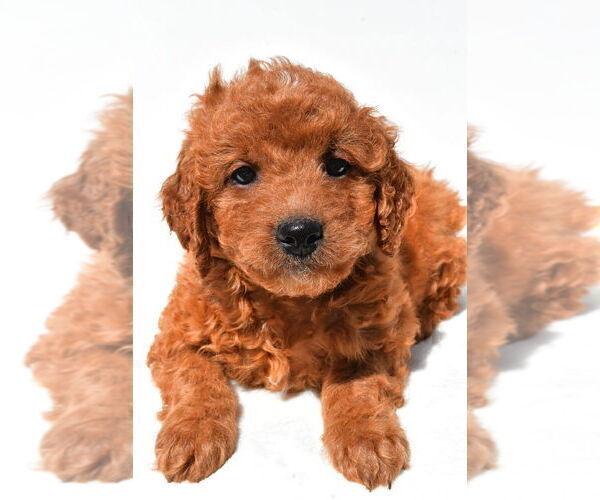 Medium Photo #5 Goldendoodle mix (+ Poodle Miniature) Puppy For Sale in DURHAM, CT, USA