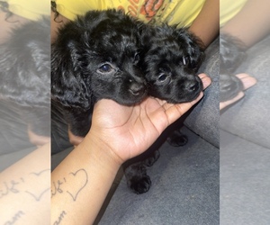 ShihPoo Puppy for sale in WARMINSTER, PA, USA