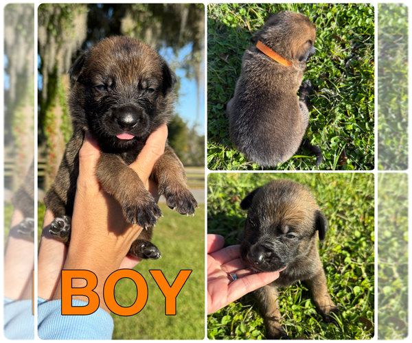 Medium Photo #1 Belgian Malinois Puppy For Sale in WILLISTON, FL, USA