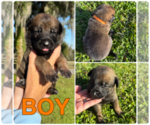 Small Belgian Malinois