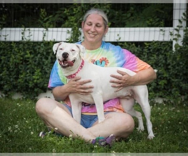 Medium Photo #3 American Pit Bull Terrier-Unknown Mix Puppy For Sale in Germantown, OH, USA
