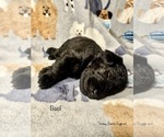 Puppy 1 Schnoodle (Miniature)