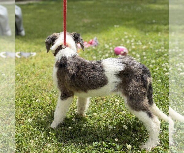 Medium Photo #4 Mutt Puppy For Sale in Yardley, PA, USA