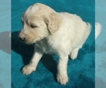 Small Photo #13 Goldendoodle Puppy For Sale in KERNERSVILLE, NC, USA