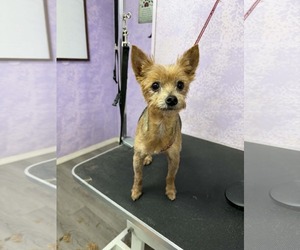Mutt Dogs for adoption in Milner, GA, USA