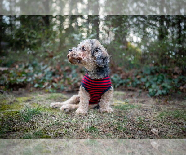 Medium Photo #2 Poodle (Miniature)-Unknown Mix Puppy For Sale in Raleigh, NC, USA