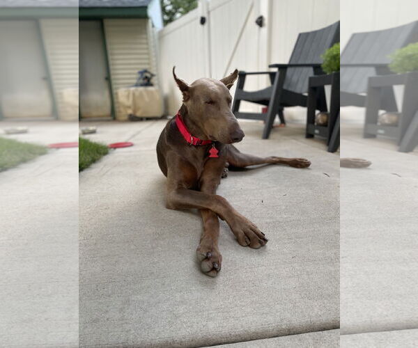 Medium Photo #3 Doberman Pinscher Puppy For Sale in Minneaoplis, MN, USA