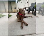Small #2 Doberman Pinscher