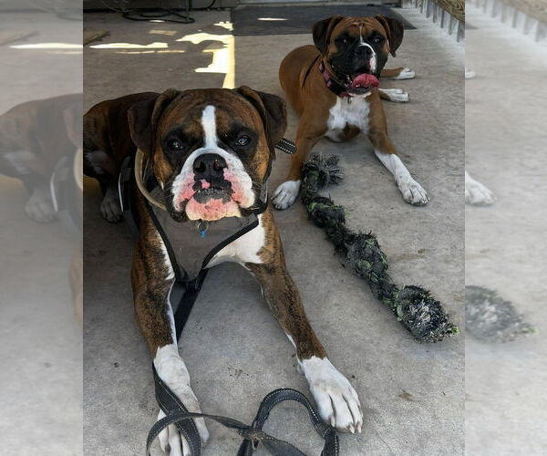 Medium Photo #2 Boxer Puppy For Sale in Austin, TX, USA
