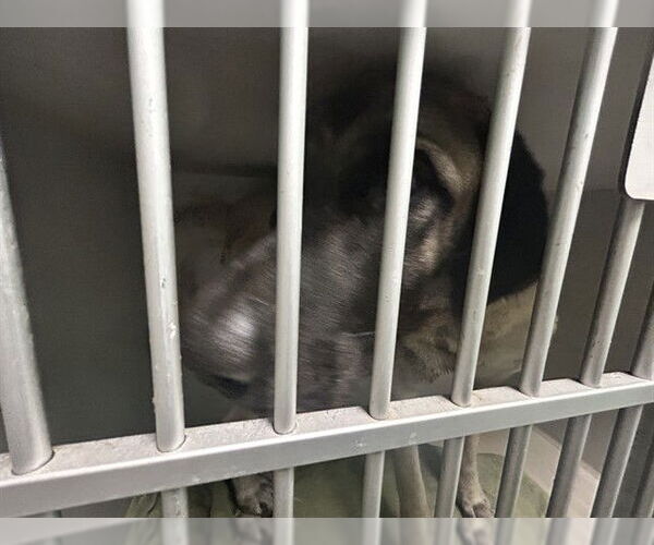 Medium Photo #1 Anatolian Shepherd Puppy For Sale in Ocala, FL, USA