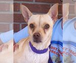 Small Chihuahua Mix