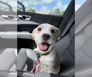 Labrador Retriever-Unknown Mix Dogs for adoption in Royal Palm Beach, FL, USA