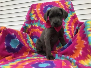 Cane Corso Puppy for sale in PEACH BOTTOM, PA, USA