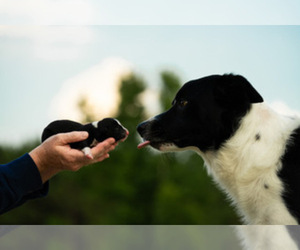 Border Collie Puppy for Sale in FLORENCE, South Carolina USA