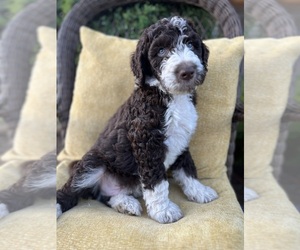 Double Doodle Puppy for sale in SALEM, OR, USA