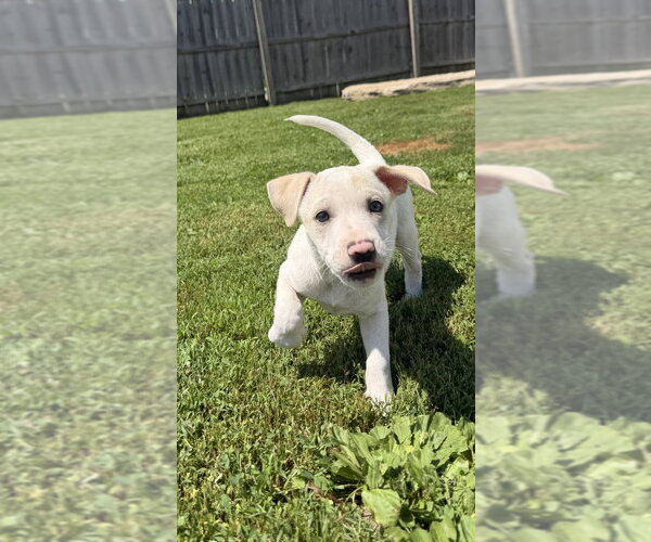 Medium Photo #3 Labbe Puppy For Sale in Aurora, IN, USA