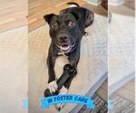 Small #1 American Staffordshire Terrier Mix