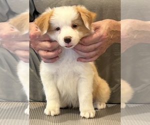 Border Collie Puppy for Sale in GIDDINGS, Texas USA