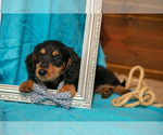 Small #2 Dachshund