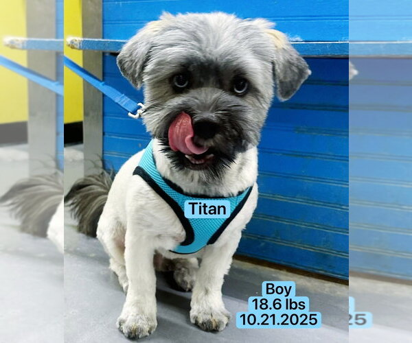 Medium Photo #2 Shih Tzu-Siberian Husky Mix Puppy For Sale in West Hollywood, CA, USA
