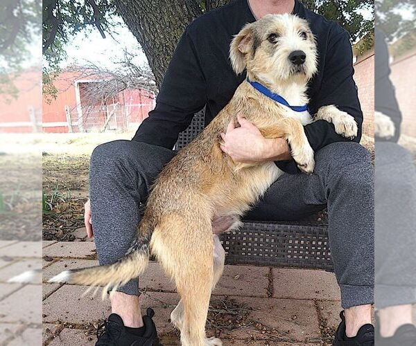 Medium Photo #2 Mutt Puppy For Sale in Carrollton, TX, USA