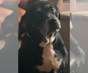 Labrador Retriever-Unknown Mix Dogs for adoption in Lewistown, PA, USA