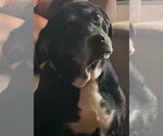 Small Labrador Retriever Mix
