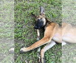 Small #3 German Shepherd Dog Mix