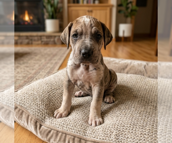 Medium Photo #2 Mutt Puppy For Sale in Vail, AZ, USA