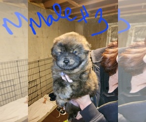 Chow Chow Puppy for sale in GREELEY, CO, USA