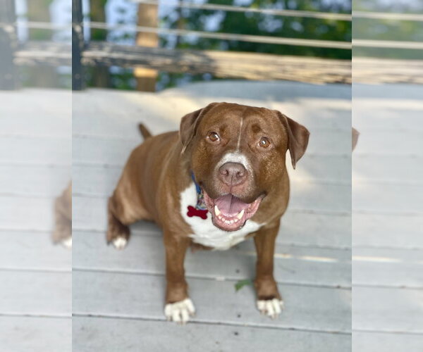 Medium Photo #39 Mutt Puppy For Sale in Mount Laurel, NJ, USA