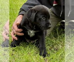 Small #2 Labrador Retriever Mix