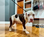 Colonel - Male Basset Hound-Unknown Mix Dog for Adoption - Small photo