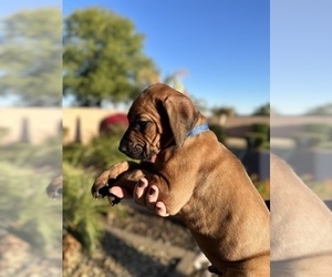 Rhodesian Ridgeback Puppy for Sale in SURPRISE, Arizona USA