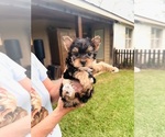 Puppy Abby Yorkshire Terrier