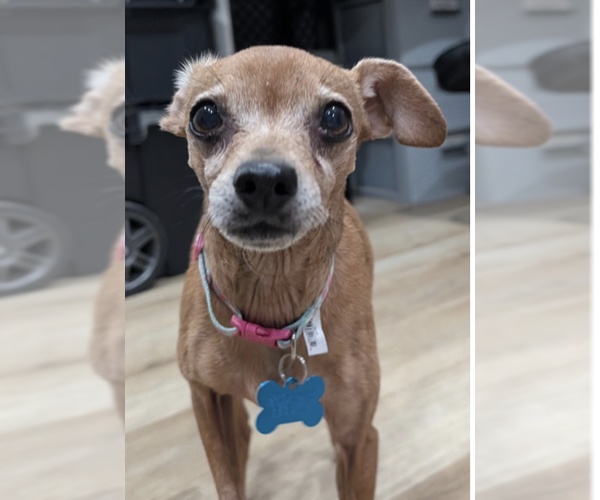 Medium Photo #1 Chihuahua-Unknown Mix Puppy For Sale in Plainfield, IL, USA