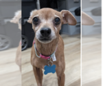 Small Chihuahua Mix