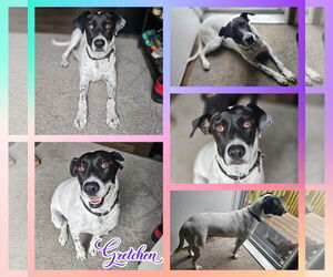 Border Collie-Pointer Mix Dogs for adoption in Blacksburg, SC, USA