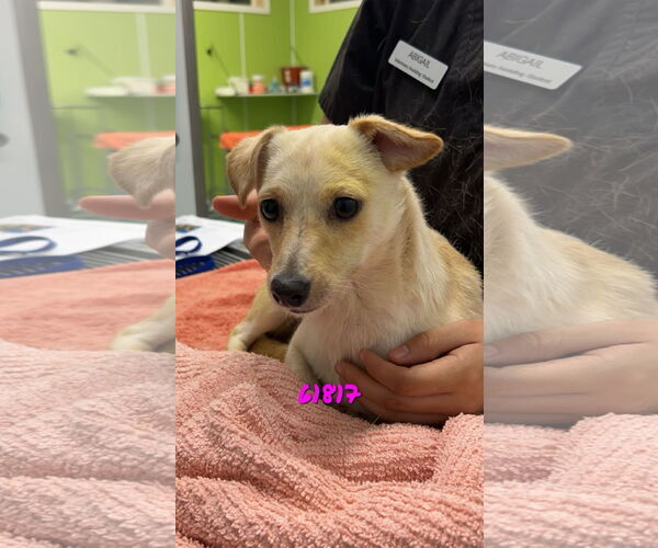 Medium Photo #4 Chihuahua-Unknown Mix Puppy For Sale in Chico, CA, USA