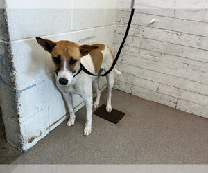 Mutt Dogs for adoption in San Bernardino, CA, USA