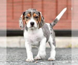Beagle Puppy for sale in MYERSTOWN, PA, USA