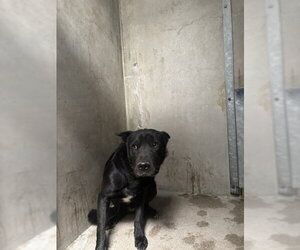 German Shepherd Dog-Unknown Mix Dogs for adoption in San Bernardino, CA, USA