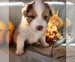 Puppy Pocus Australian Shepherd