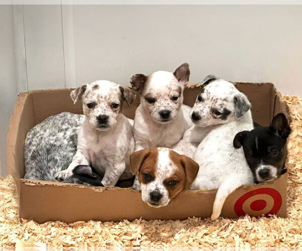 Medium Photo #1 Mutt Puppy For Sale in Unionville, PA, USA