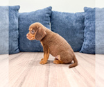 Small #4 Beaglier