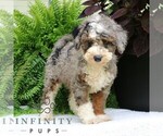Small #1 Bernedoodle (Miniature)