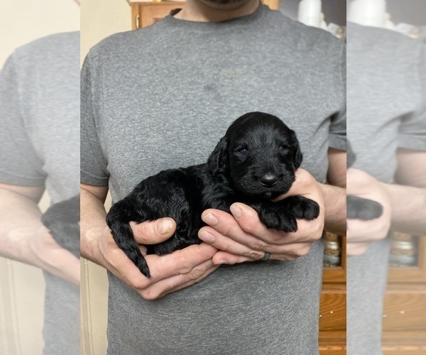 Medium Photo #3 Goldendoodle Puppy For Sale in WEAVERVILLE, NC, USA