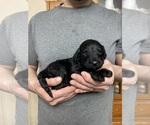 Small Photo #3 Goldendoodle Puppy For Sale in WEAVERVILLE, NC, USA
