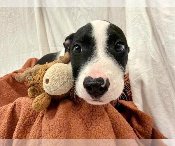 Medium Photo #1 American Pit Bull Terrier-Unknown Mix Puppy For Sale in Santa Rosa, CA, USA