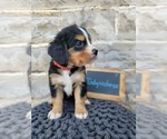 Puppy 3 Bernese Mountain Dog-Cavalier King Charles Spaniel Mix